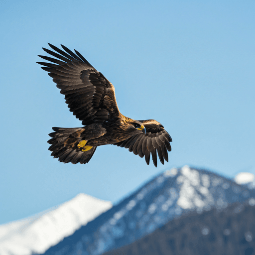Golden Eagle